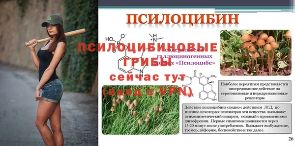 прущие грибы Дмитров