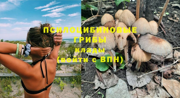 прущие грибы Дмитров
